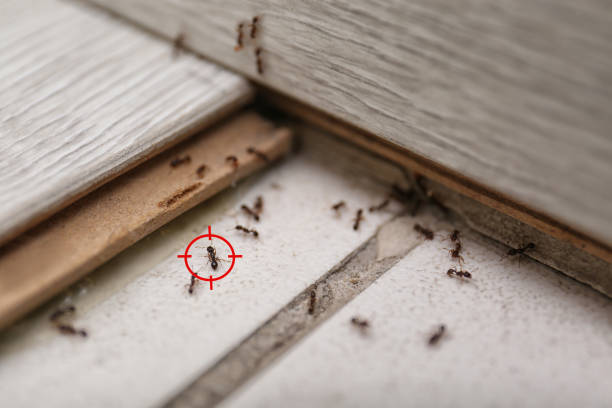 Best Wasp Removal Services  in Pagedale, MO