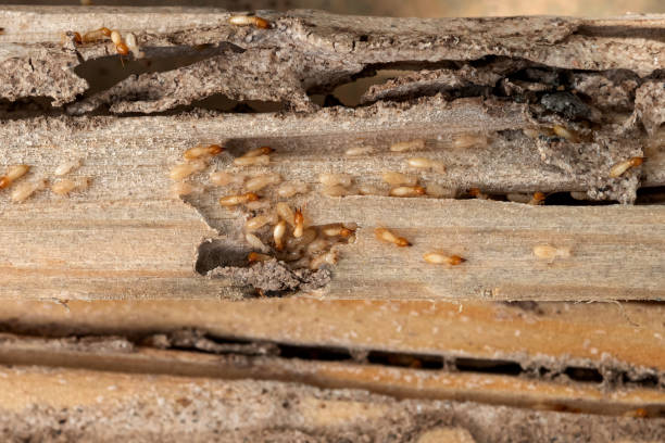 Pest Prevention Services in Pagedale, MO