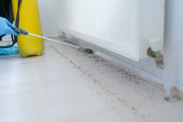 Best Bed Bug Extermination  in Pagedale, MO