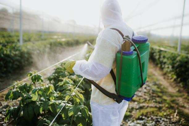 Wasp Removal Services in Pagedale, MO